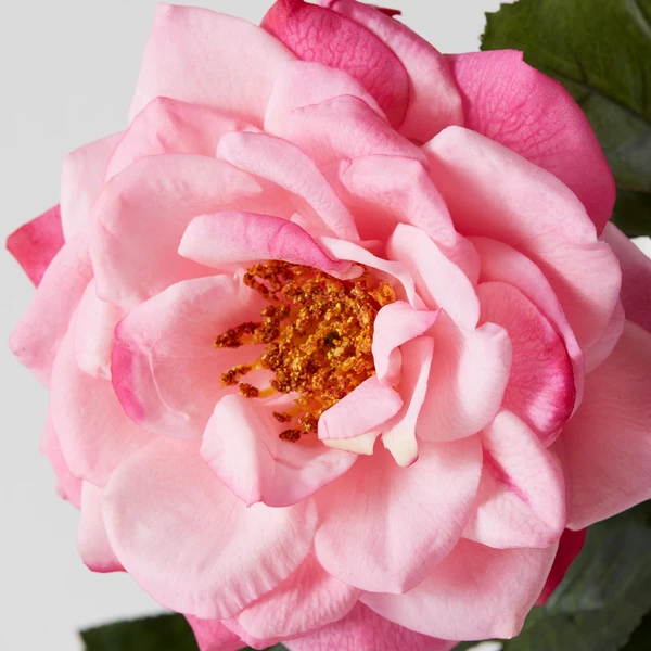 Real Touch Orlane Rose - Set Of 3 2 Real Touch Orlane Rose - Set Of 3 - Image 2