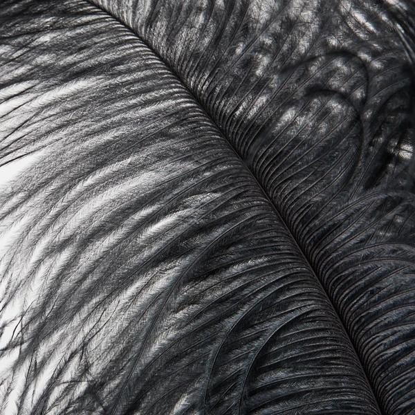 Ostrich Spray - Set Of 3 6 Ostrich Spray - Set Of 3 - Image 6