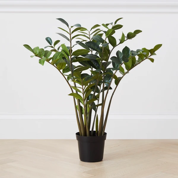 Zamioculas Tree 1 Zamioculas Tree