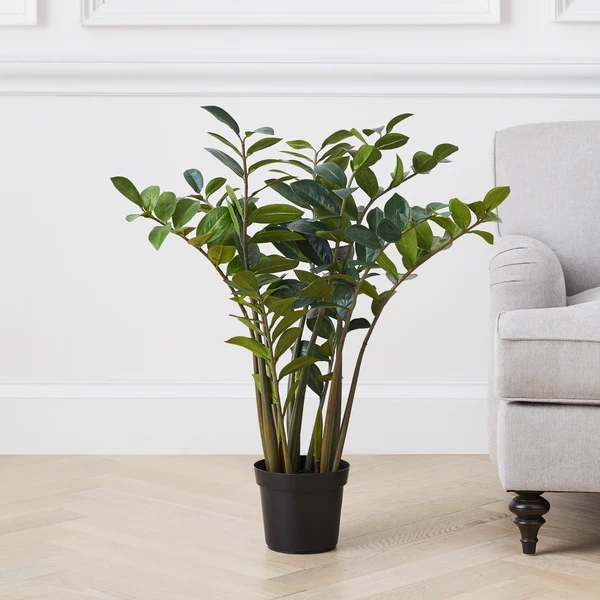 Zamioculas Tree 2 Zamioculas Tree - Image 2