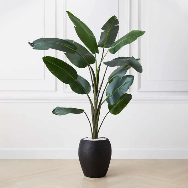 Banana Palm Tree 1 Banana Palm Tree