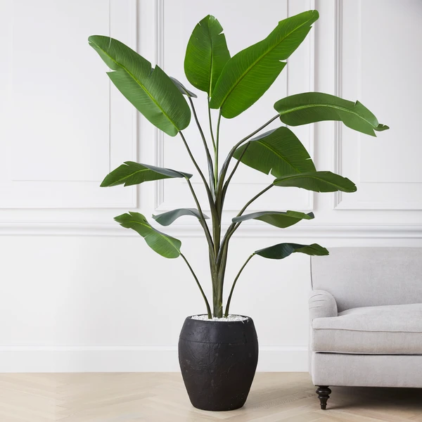 Banana Palm Tree 2 Banana Palm Tree - Image 2