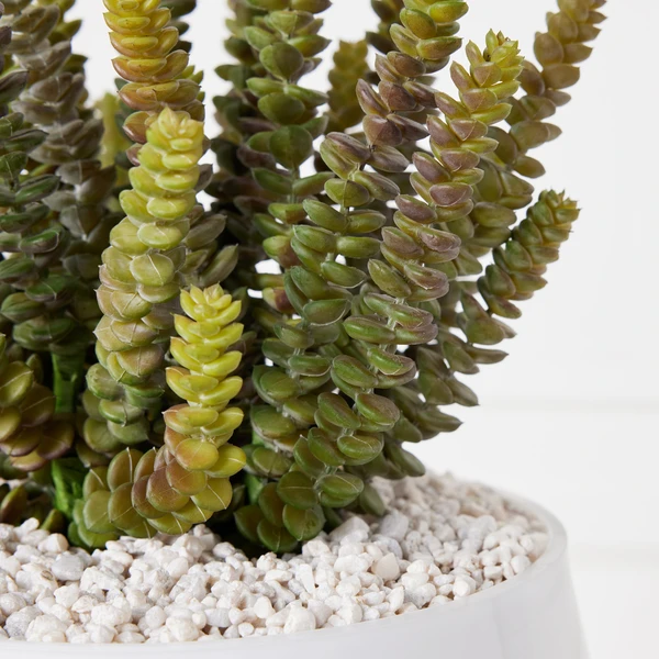 Donkey Tail In Bowl With Stand 2 Donkey Tail In Bowl With Stand - Image 2