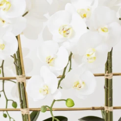 Orchid Trio With Granite Slab 5 Orchid Trio With Granite Slab -Home Promotion Store webimage 207999715 dtl2