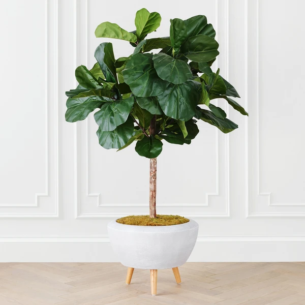 Fiddle Leaf Tree In Bowl 1 Fiddle Leaf Tree In Bowl