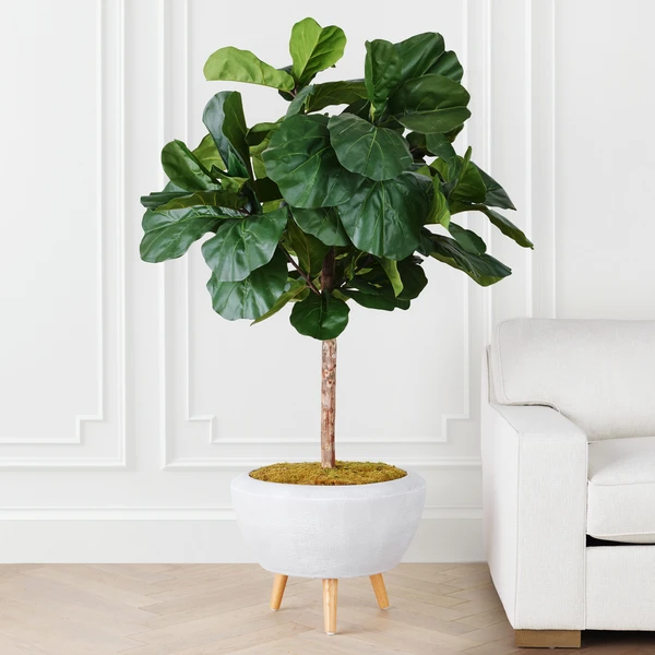 Fiddle Leaf Tree In Bowl 2 Fiddle Leaf Tree In Bowl - Image 2