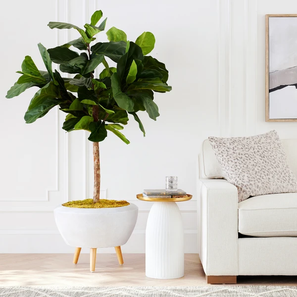 Fiddle Leaf Tree In Bowl 5 Fiddle Leaf Tree In Bowl - Image 5
