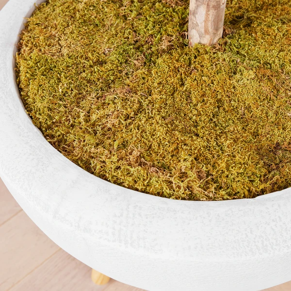 Fiddle Leaf Tree In Bowl 4 Fiddle Leaf Tree In Bowl - Image 4