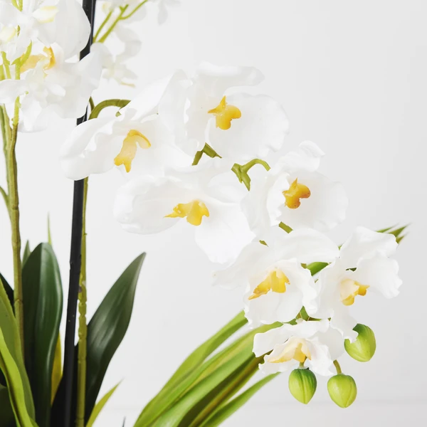 Orchids In Glass Bowl 17 Orchids In Glass Bowl - Image 17