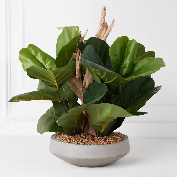 Fiddle Leaf Branches In Bowl 1 Fiddle Leaf Branches In Bowl