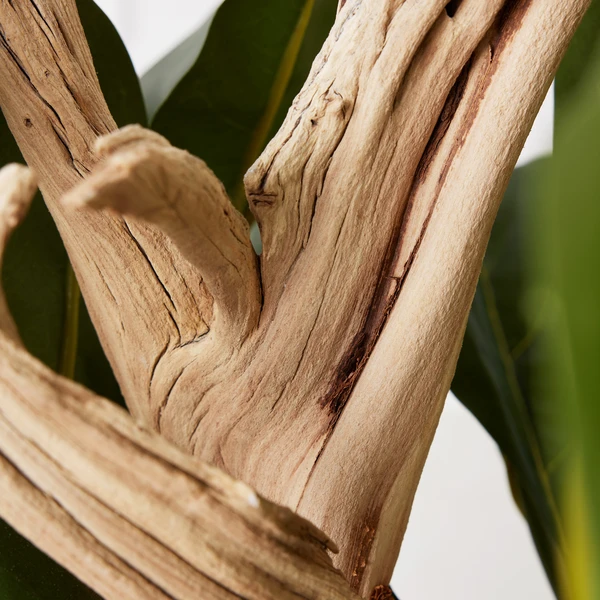 Fiddle Leaf Branches In Bowl 3 Fiddle Leaf Branches In Bowl - Image 3