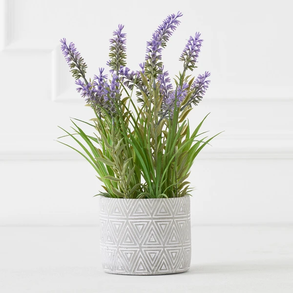 Lavender In Grey Pot 1 Lavender In Grey Pot