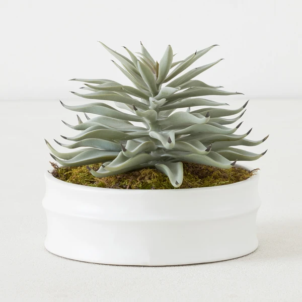 Succulent In White Round Pot 1 Succulent In White Round Pot