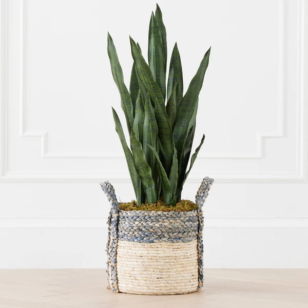 Mother In Law's Tongue In Basket 1 Mother In Law's Tongue In Basket