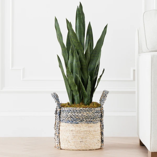 Mother In Law's Tongue In Basket 2 Mother In Law's Tongue In Basket - Image 2