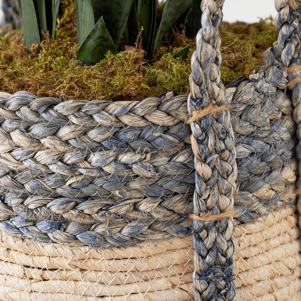 Mother In Law's Tongue In Basket 3 Mother In Law's Tongue In Basket - Image 3