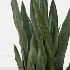 Mother In Law's Tongue In Basket 7 Mother In Law's Tongue In Basket -Home Promotion Store webimage 207999974 dtl2