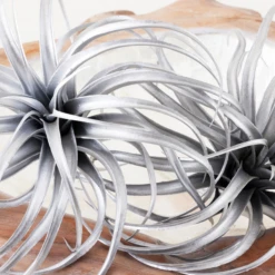 Faux Air Plant -Home Promotion Store webimage 209204773 DTL 2