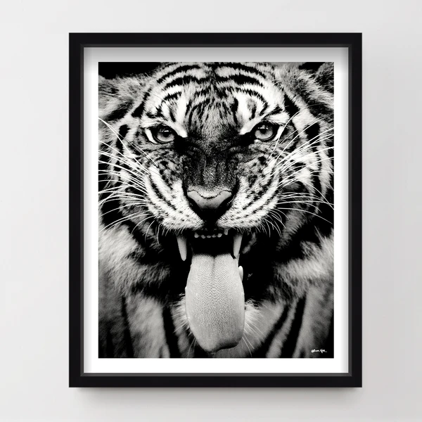 Wild Tiger 1 Wild Tiger