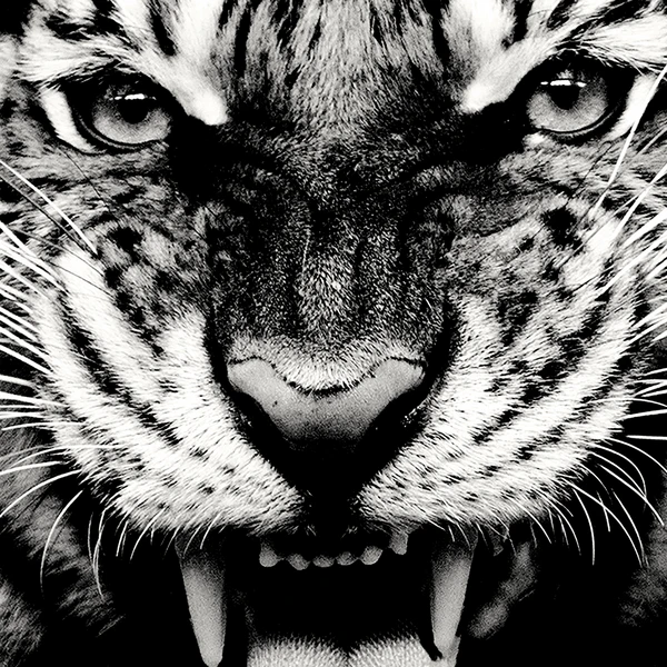 Wild Tiger 3 Wild Tiger - Image 3