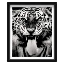 Wild Tiger 9 Wild Tiger -Home Promotion Store webimage 630164770 630133051 SIL