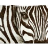 Zebra - Glass Coat